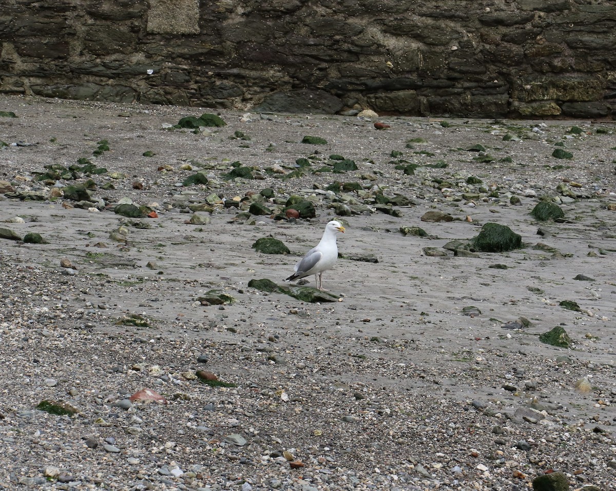 European Herring Gull - ML637689674
