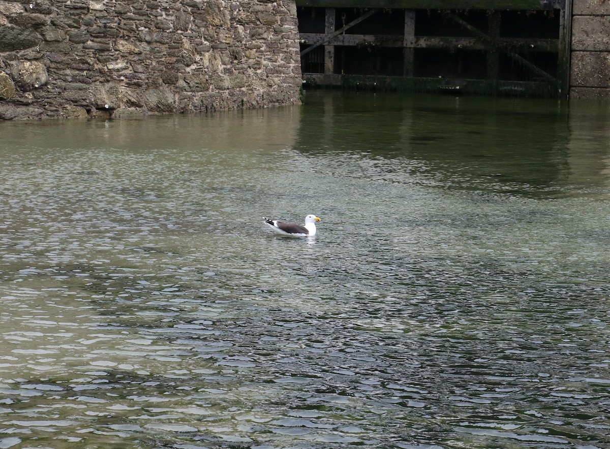 Lesser Black-backed Gull - ML637689676