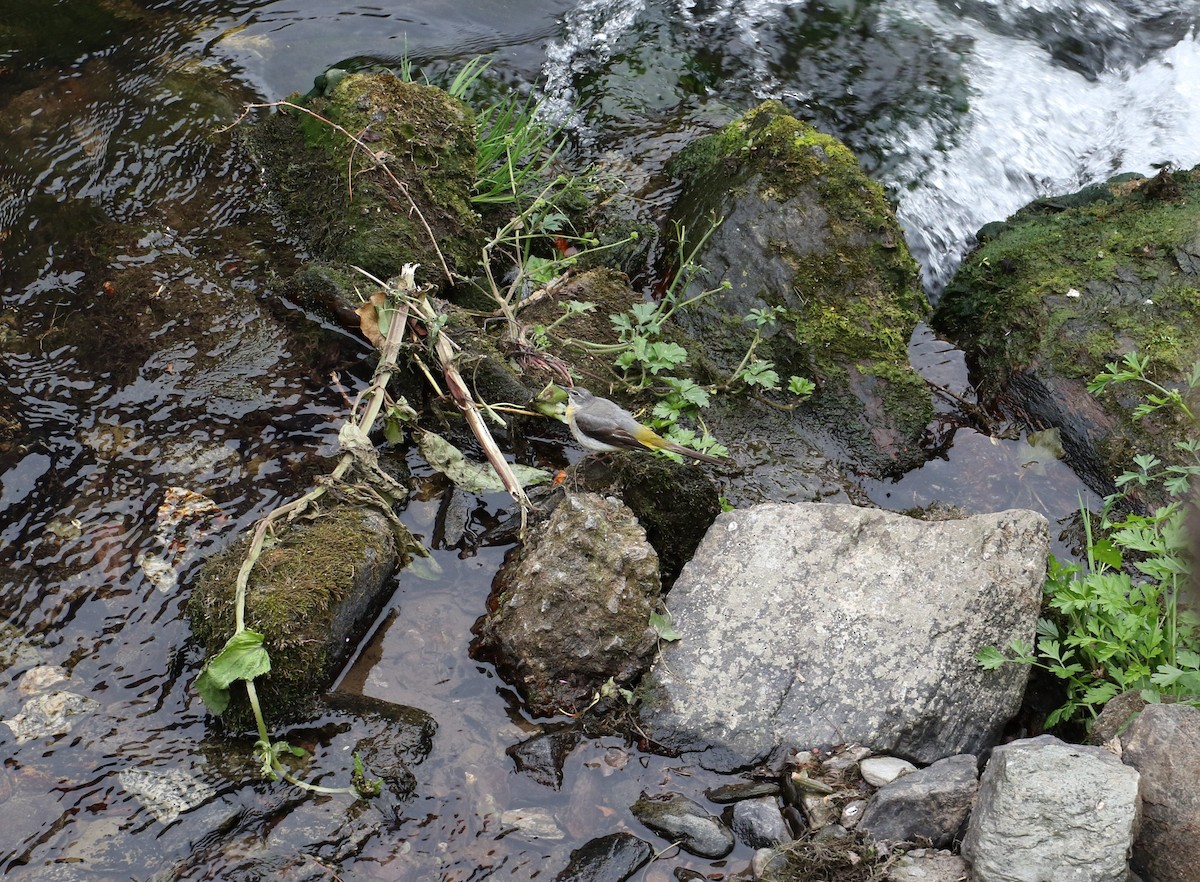 Gray Wagtail - ML637689678