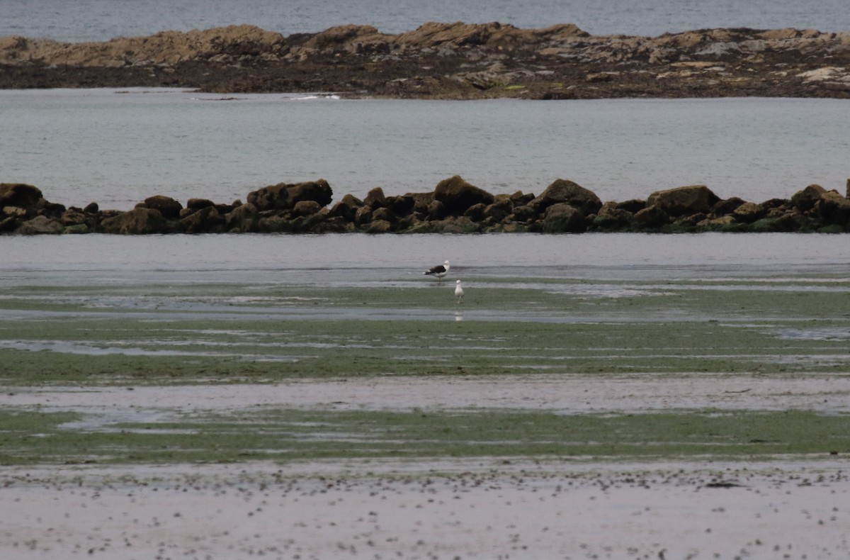 Great Black-backed Gull - ML637689683