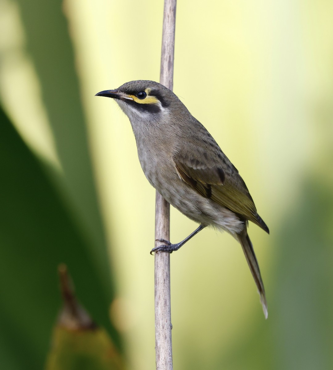 Yellow-faced Honeyeater - ML637689684