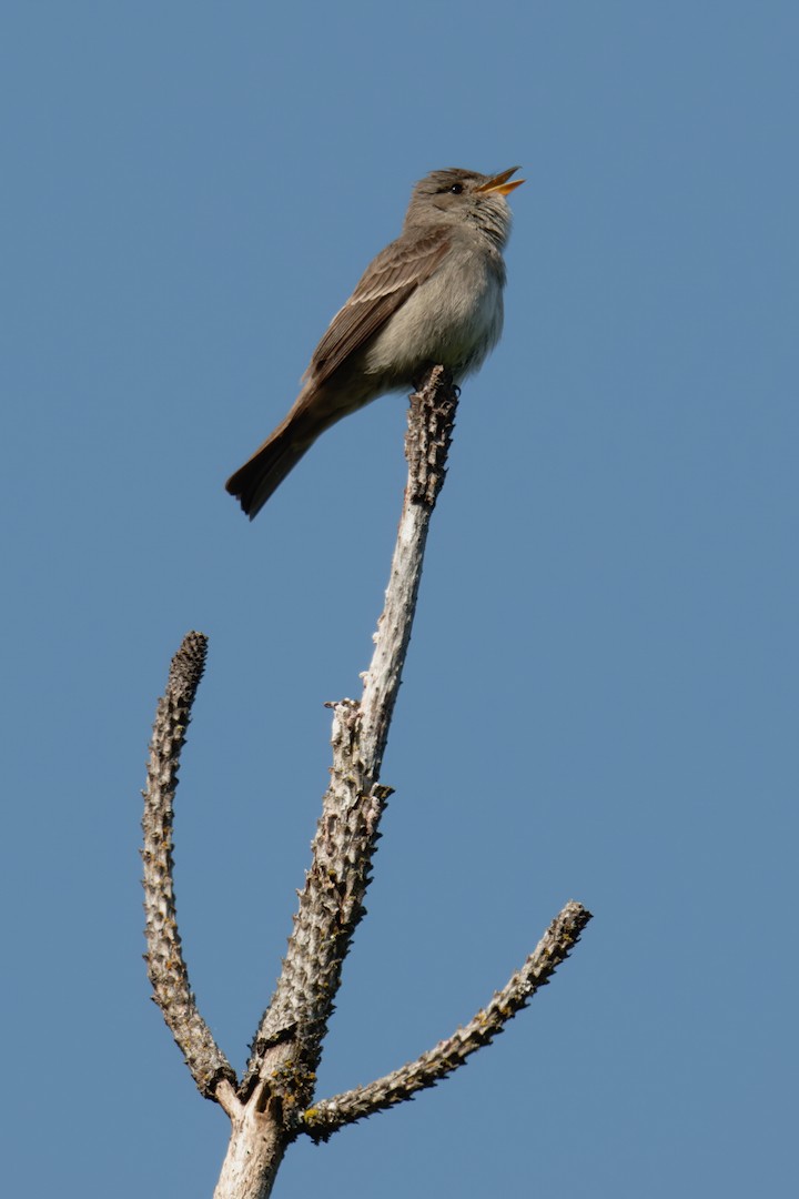 Western Wood-Pewee - ML637689685
