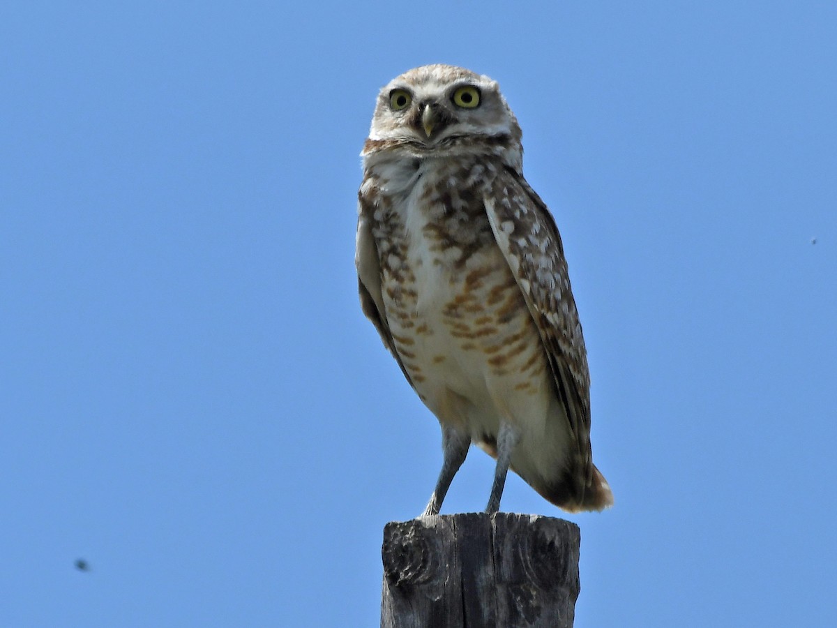 Burrowing Owl - ML637689686