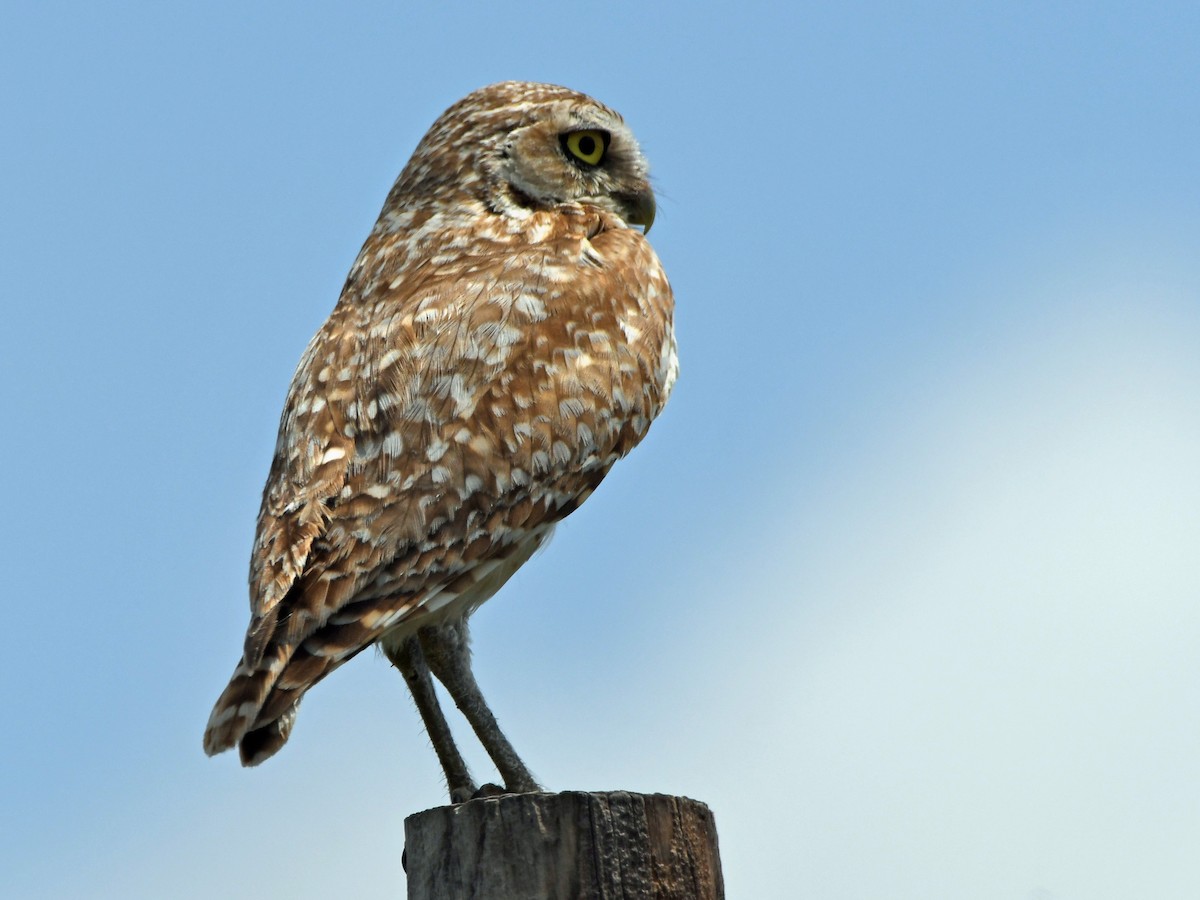 Burrowing Owl - ML637689687