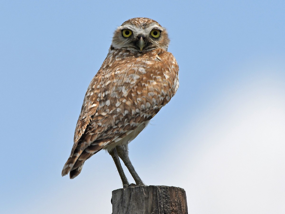 Burrowing Owl - ML637689688