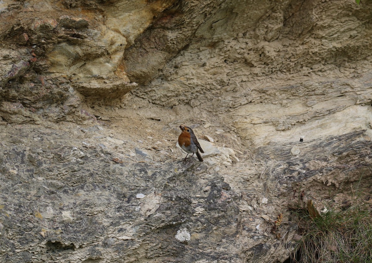 European Robin - ML637689694
