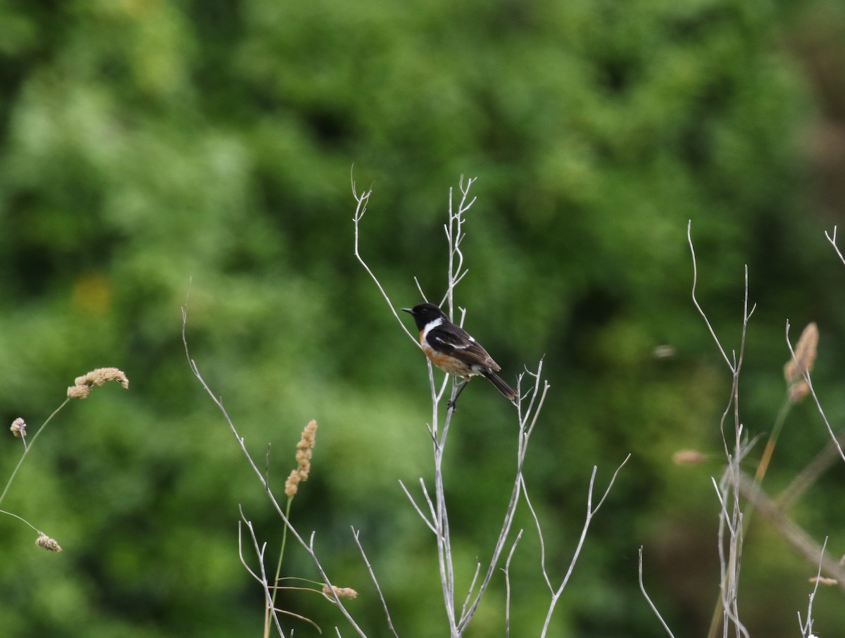 European Stonechat - ML637689697