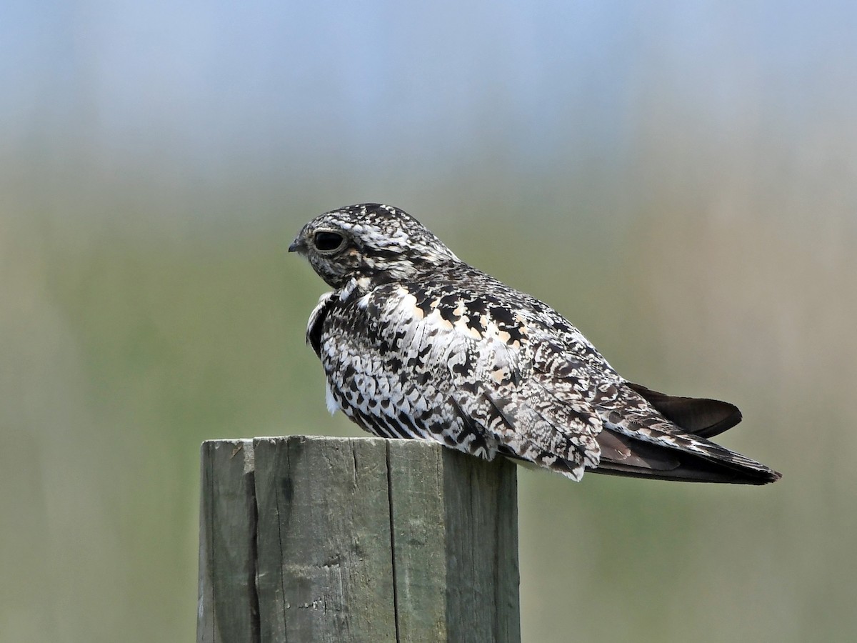 Common Nighthawk - ML637689699