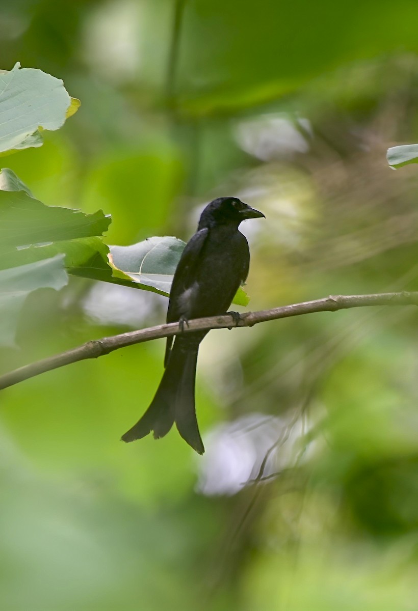 Crow-billed Drongo - ML637689700