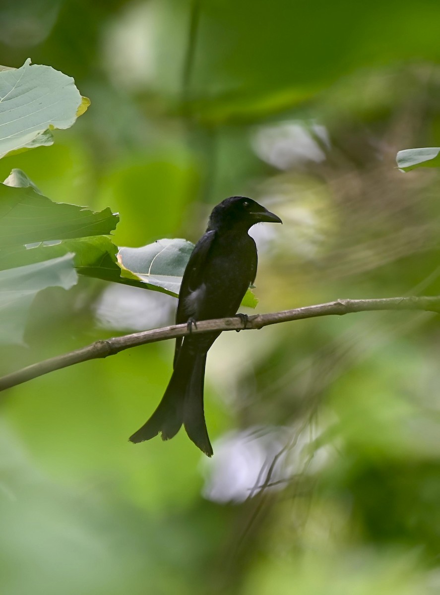 Crow-billed Drongo - ML637689701