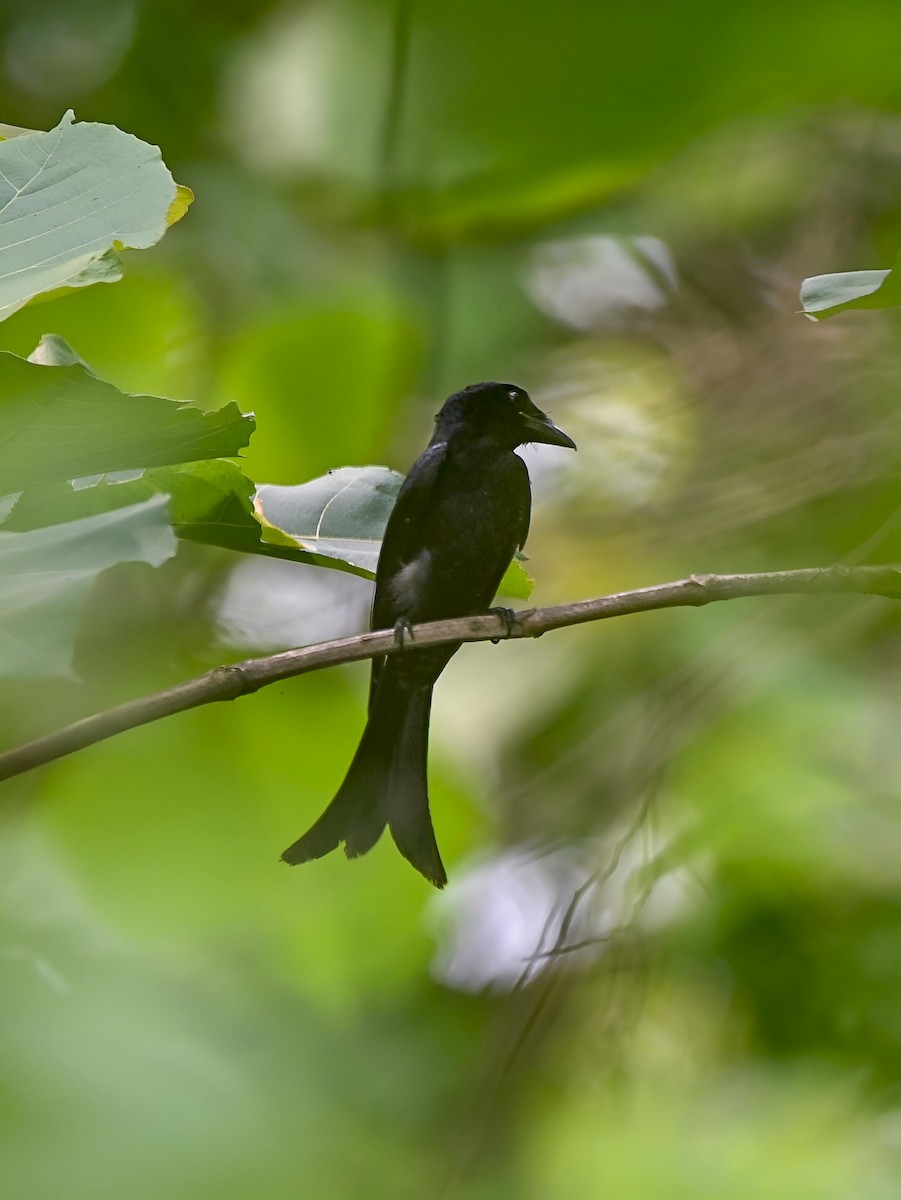 Crow-billed Drongo - ML637689702