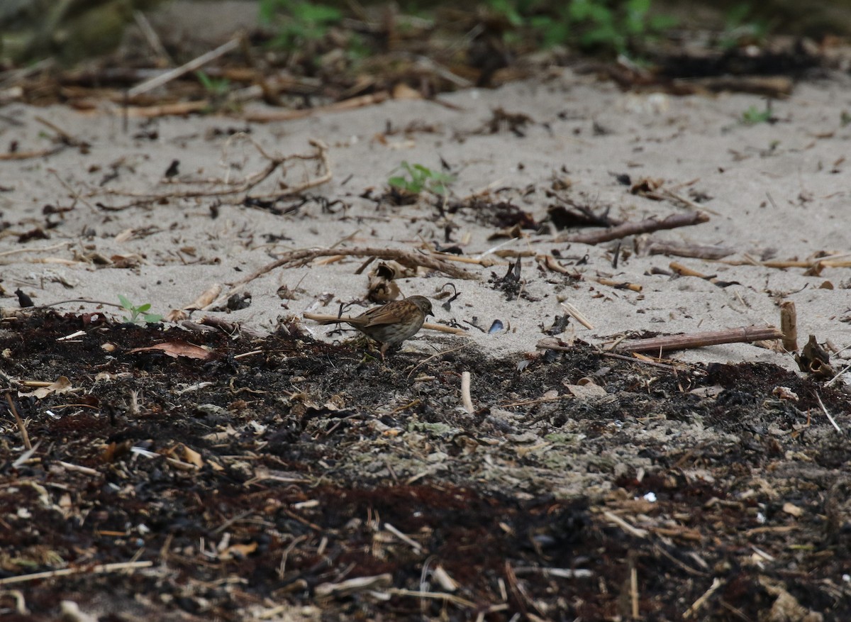 Dunnock - ML637689703