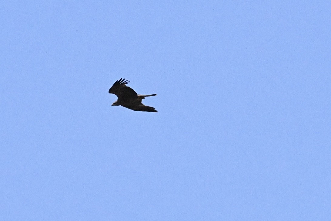 黑鳶 - ML637689704