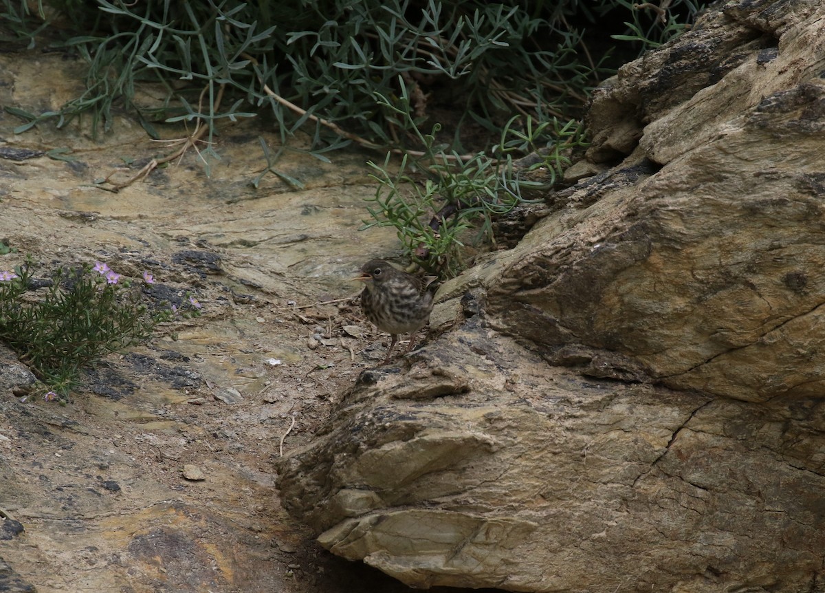Rock Pipit - ML637689705