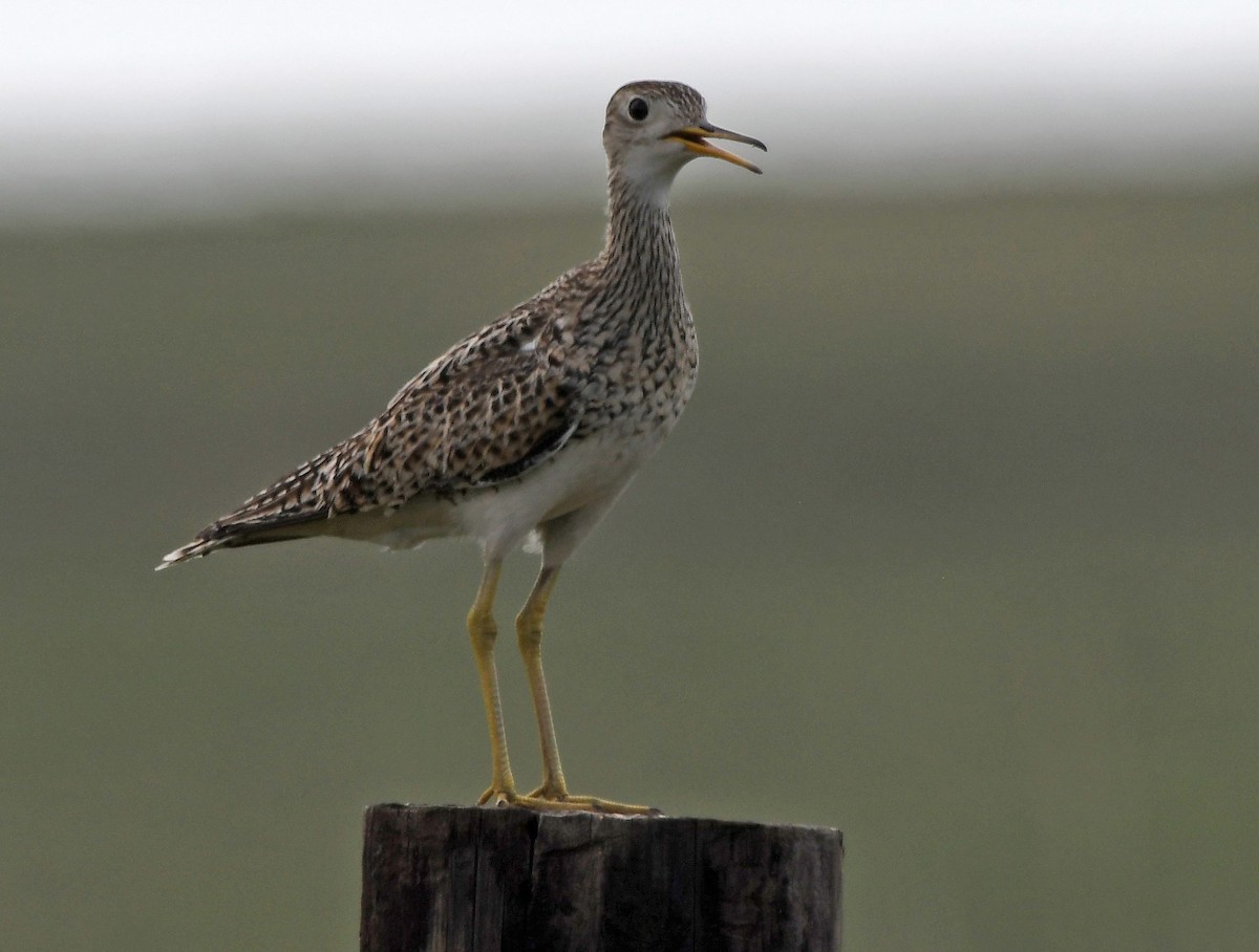 Upland Sandpiper - ML637689710