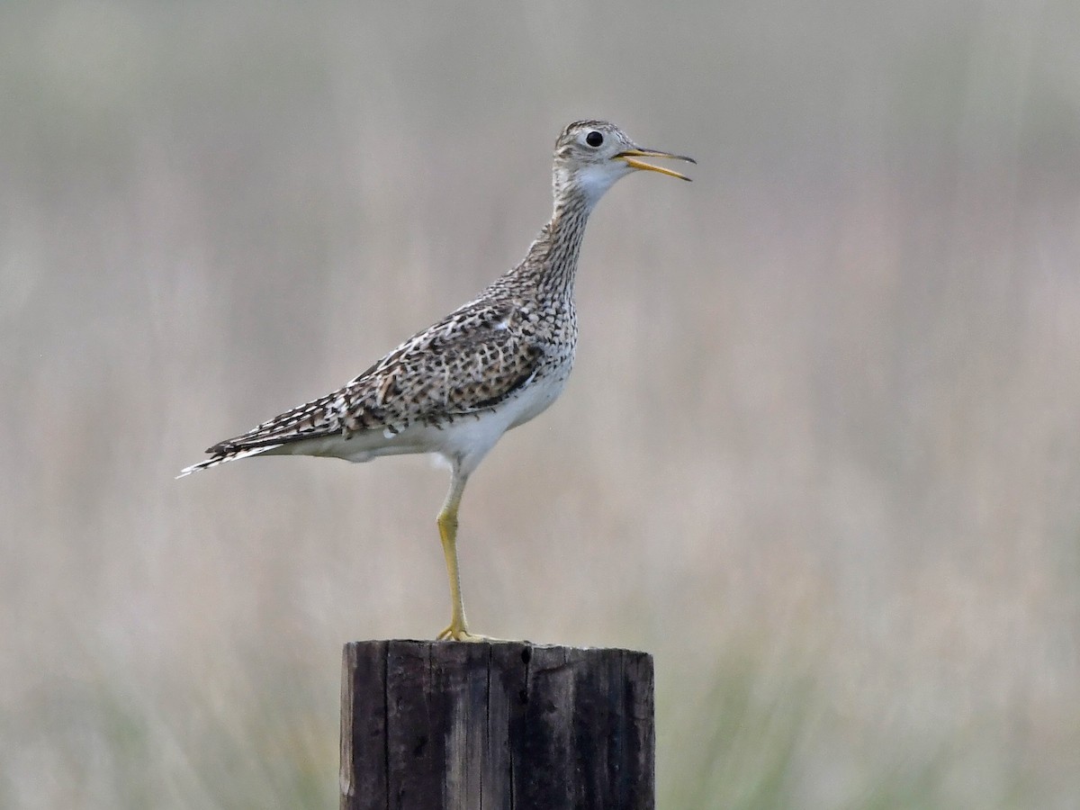 Upland Sandpiper - ML637689711
