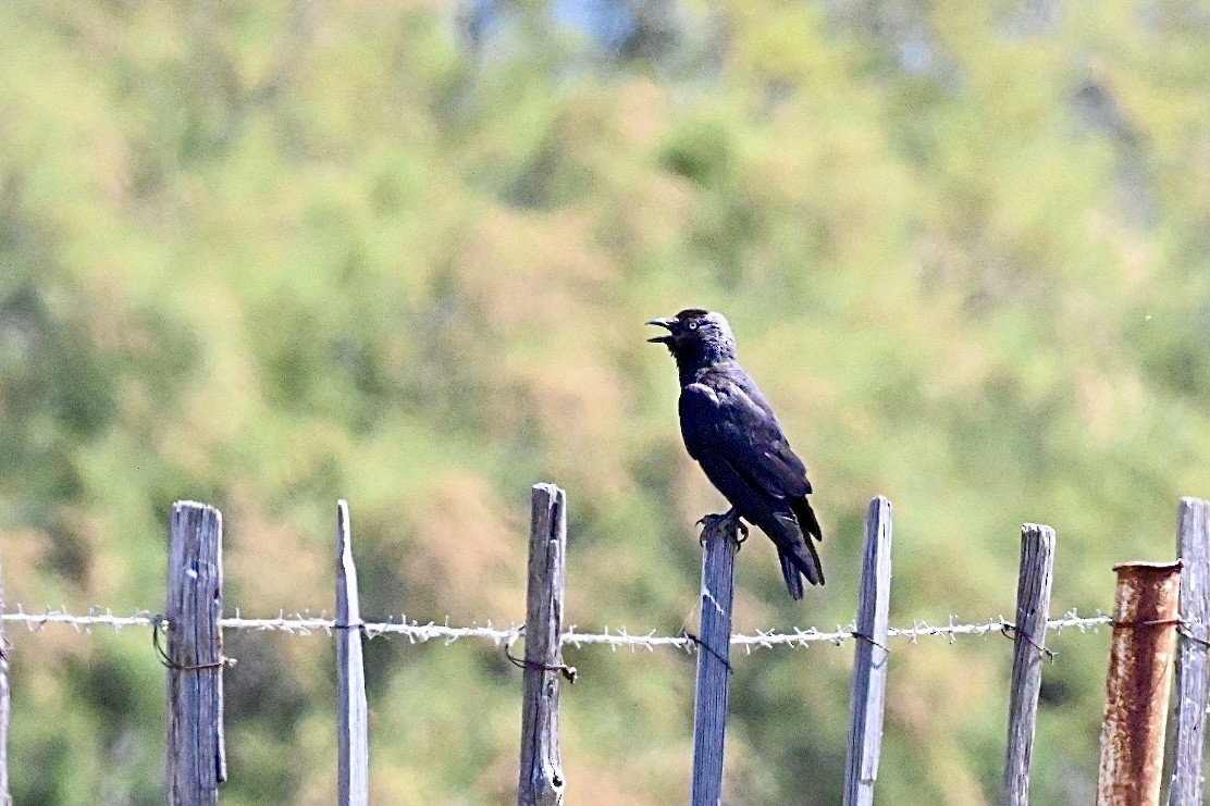 Eurasian Jackdaw - ML637689713