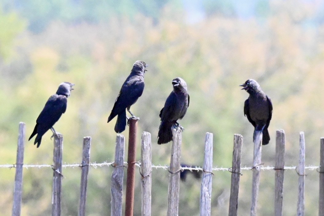 Eurasian Jackdaw - ML637689714