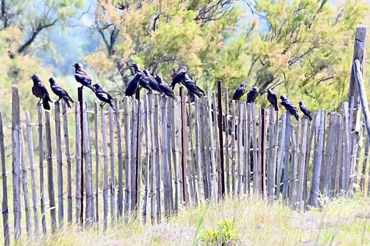 Eurasian Jackdaw - ML637689715