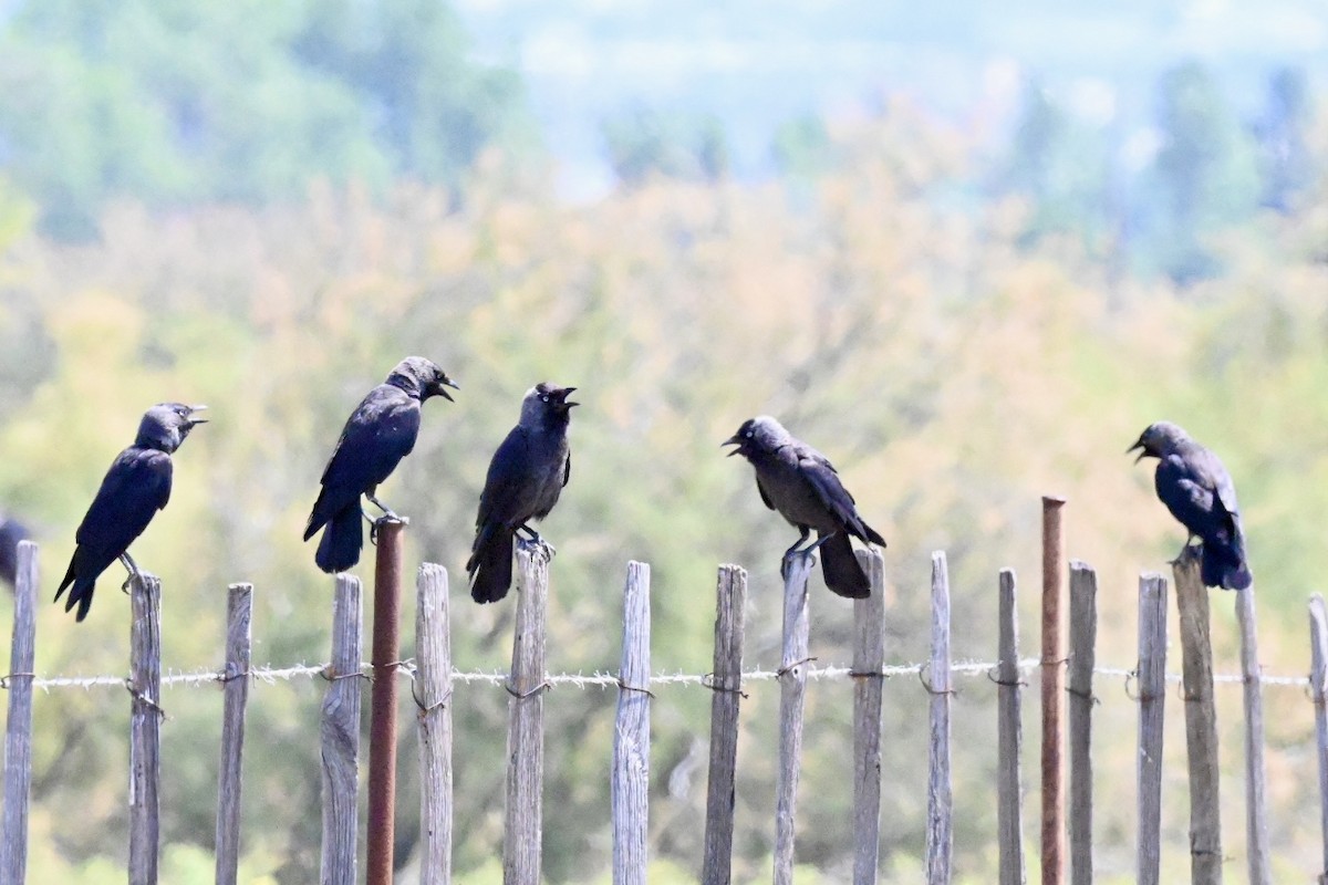 Eurasian Jackdaw - ML637689716