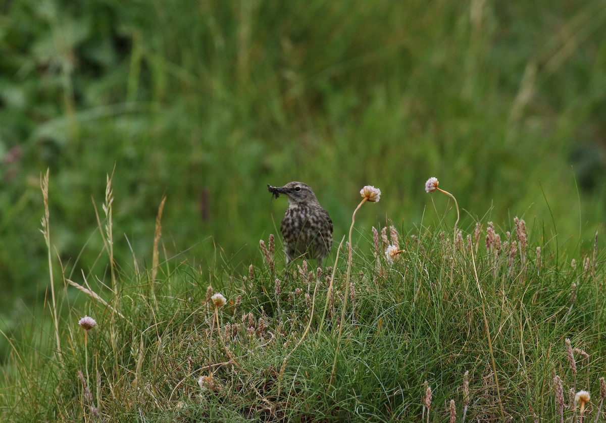 Rock Pipit - ML637689717