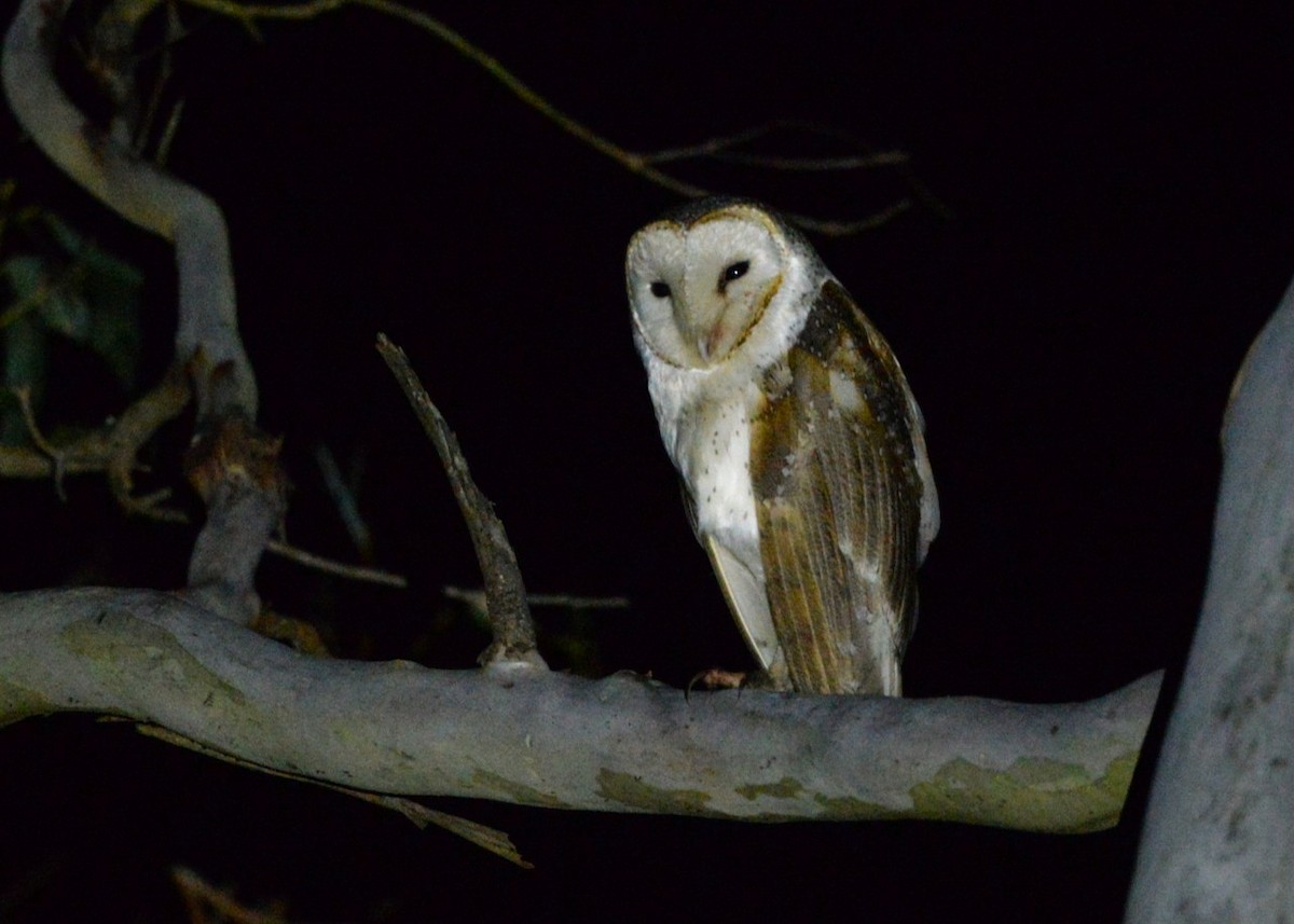 Eastern Barn Owl - ML637689727