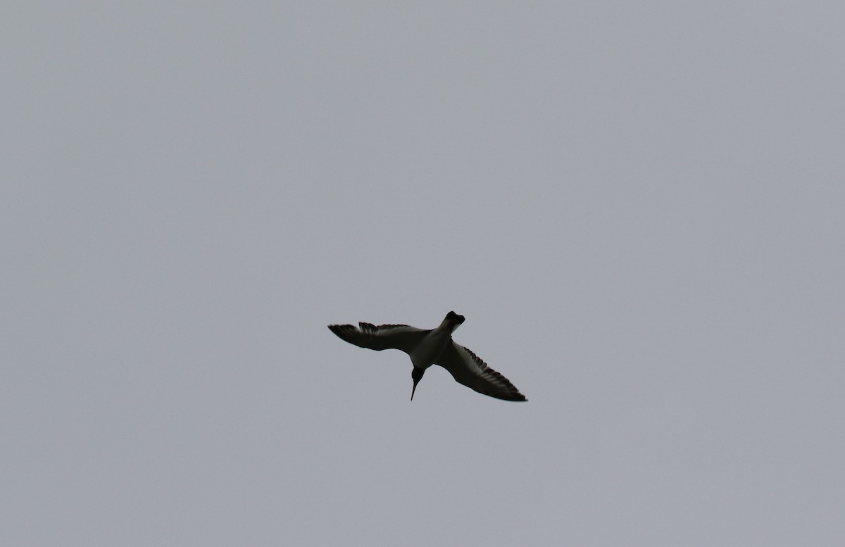 Eurasian Oystercatcher - ML637689728