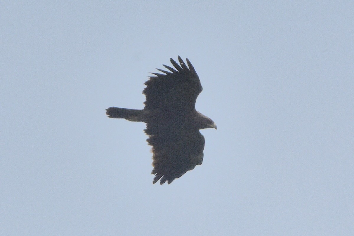 Lesser Spotted Eagle - ML637689729