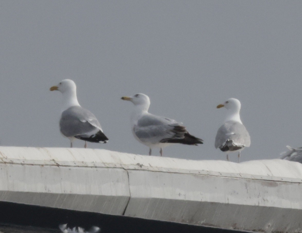 American Herring Gull - ML637689730