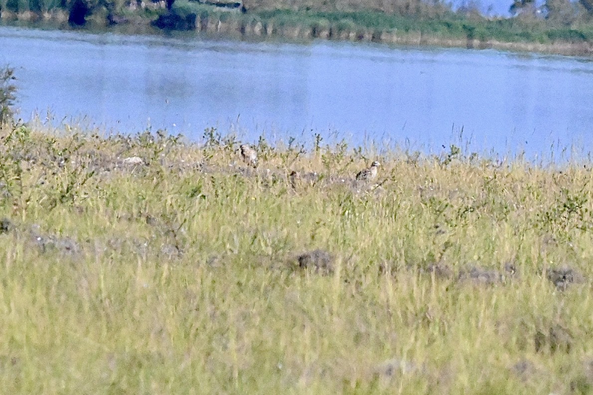 Eurasian Thick-knee - ML637689732