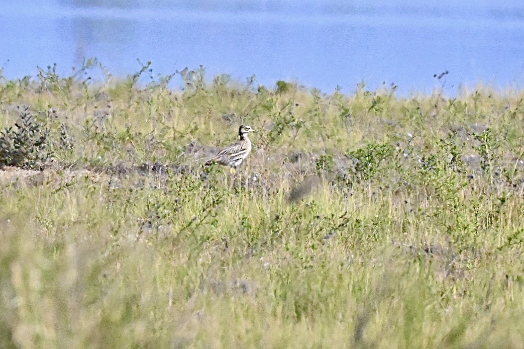 Eurasian Thick-knee - ML637689733