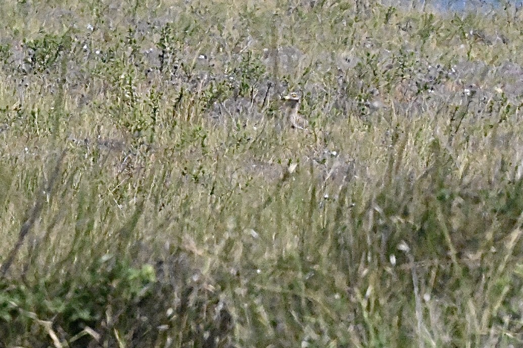 Eurasian Thick-knee - ML637689735