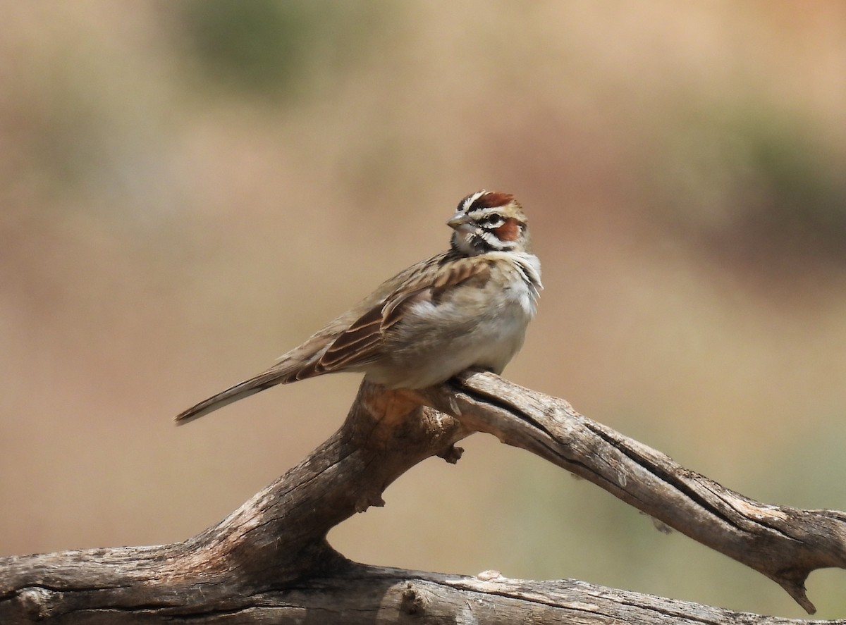 Lark Sparrow - ML637689736