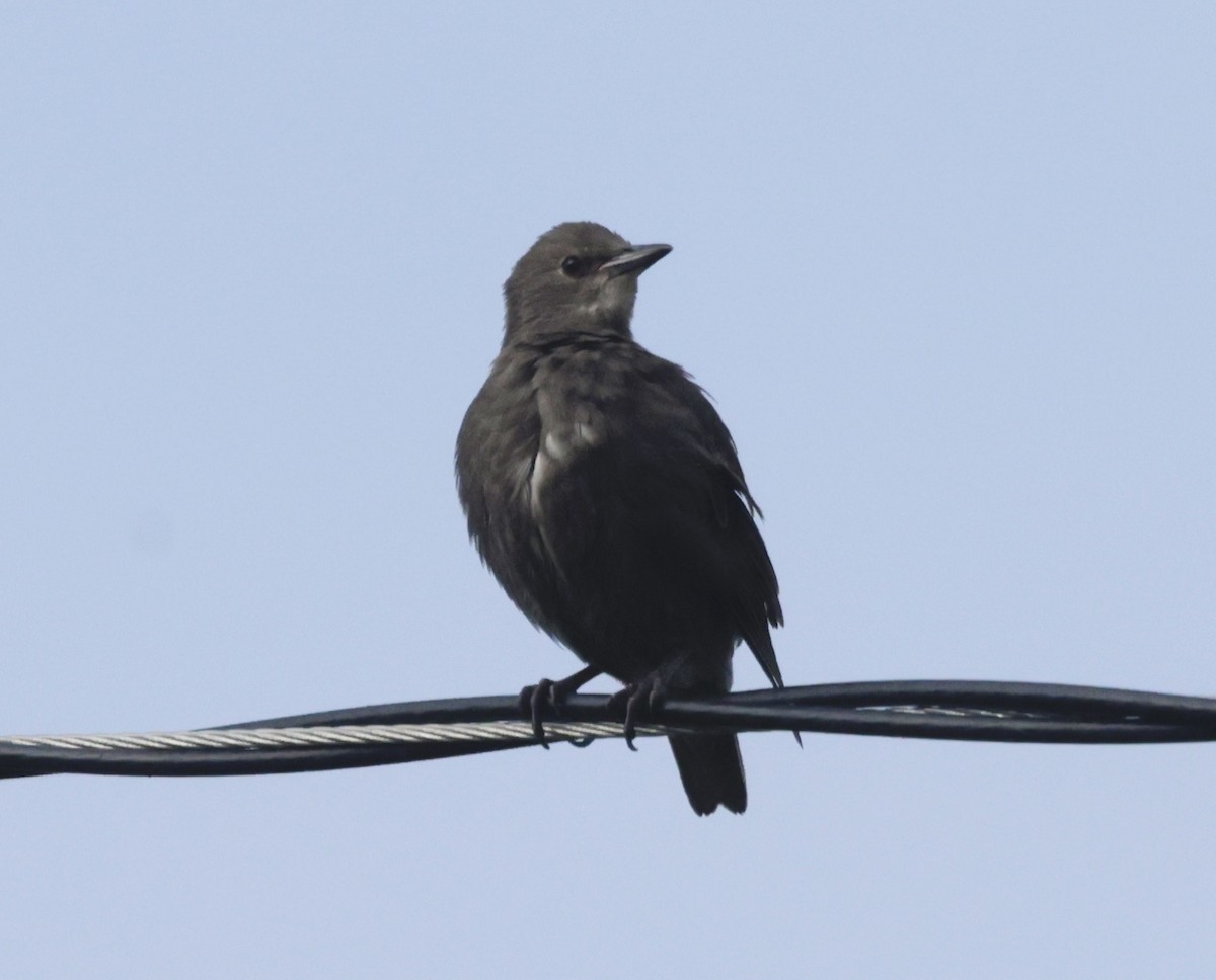 European Starling - ML637689737