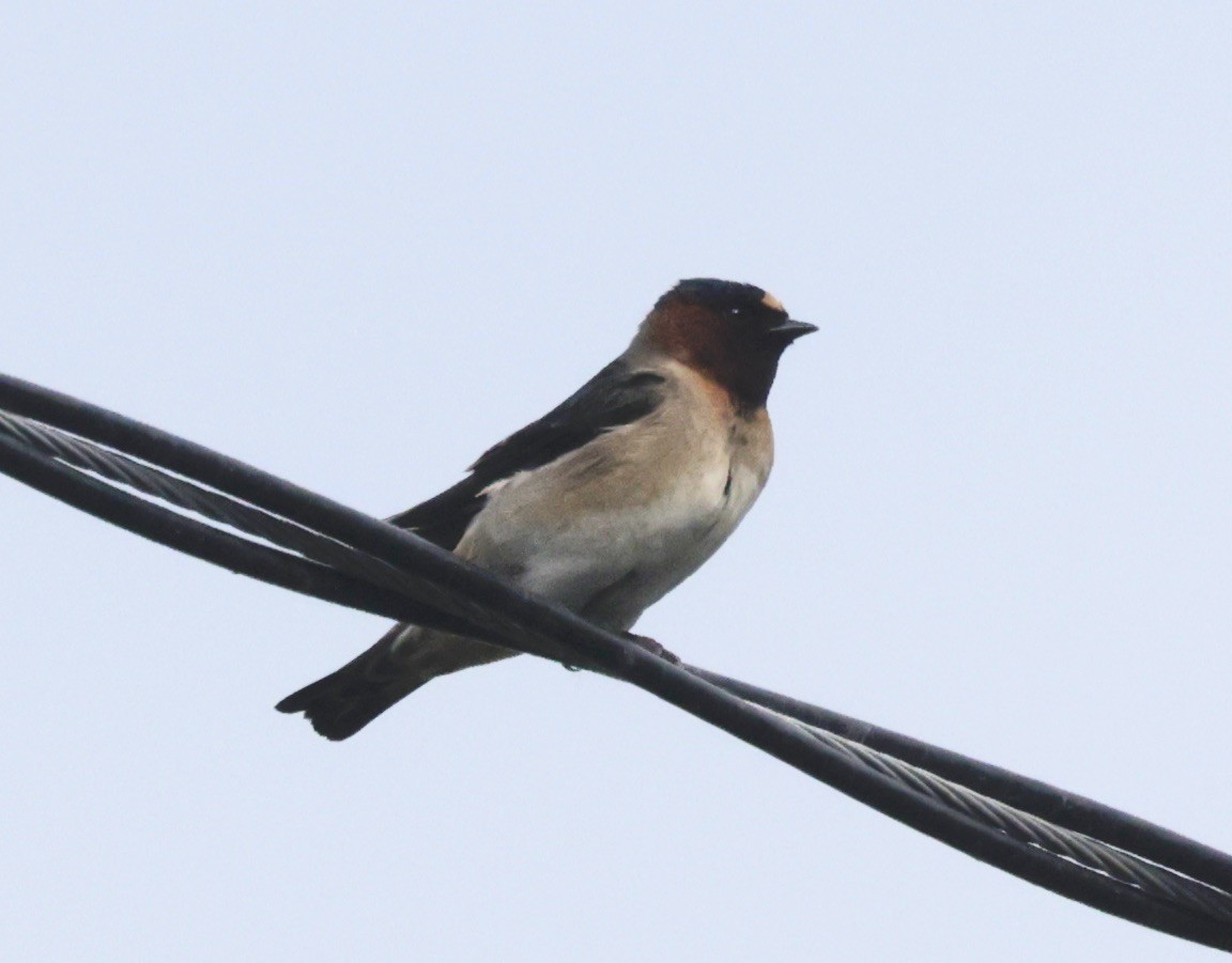 Cliff Swallow - ML637689738