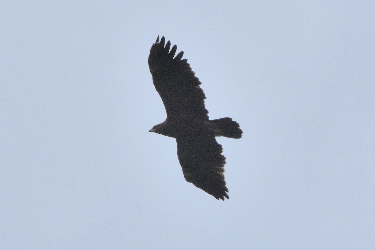 Lesser Spotted Eagle - ML637689739