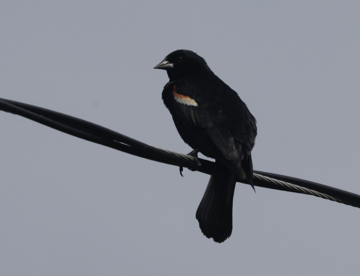 Red-winged Blackbird - ML637689741
