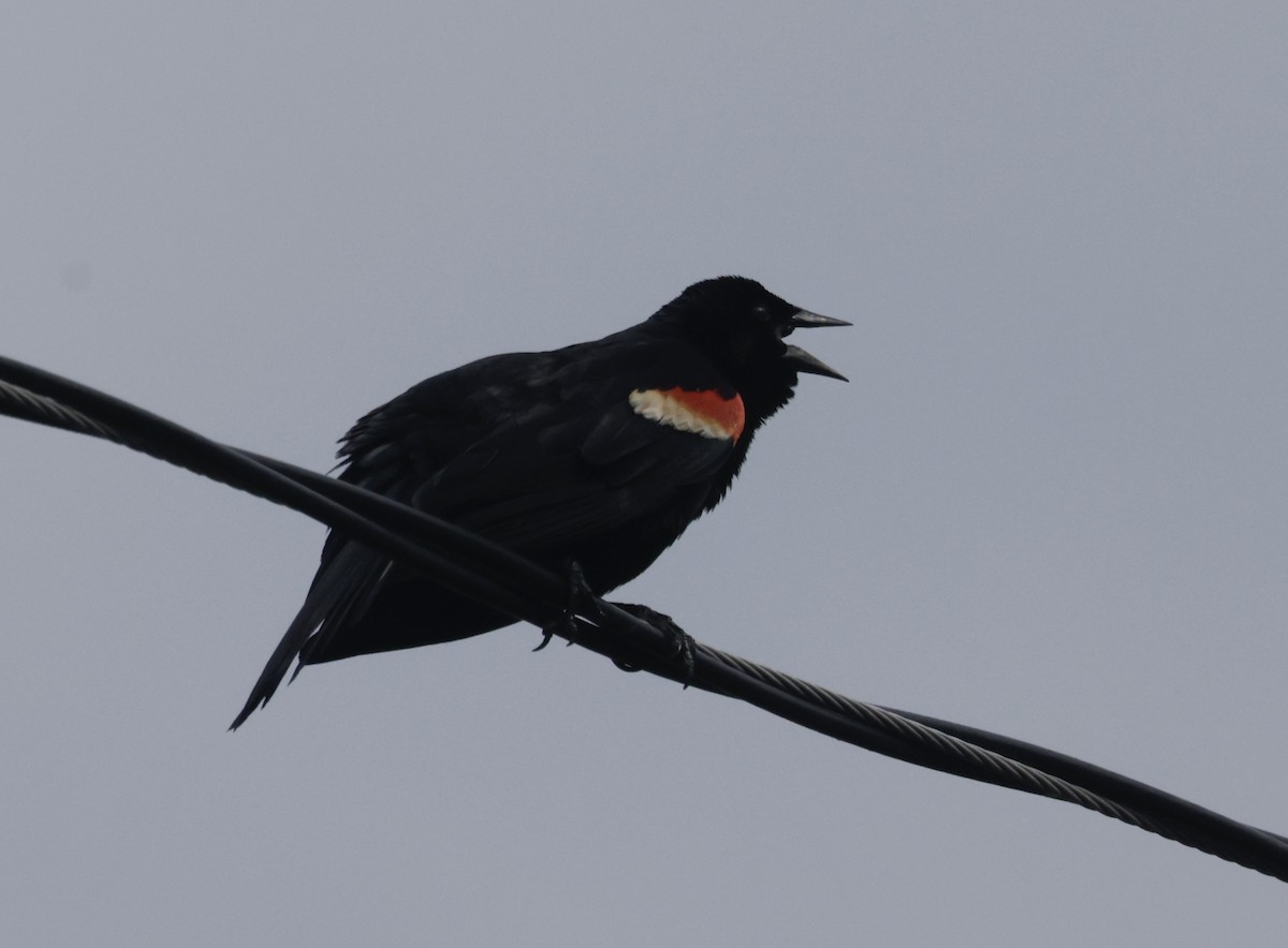 Red-winged Blackbird - ML637689742