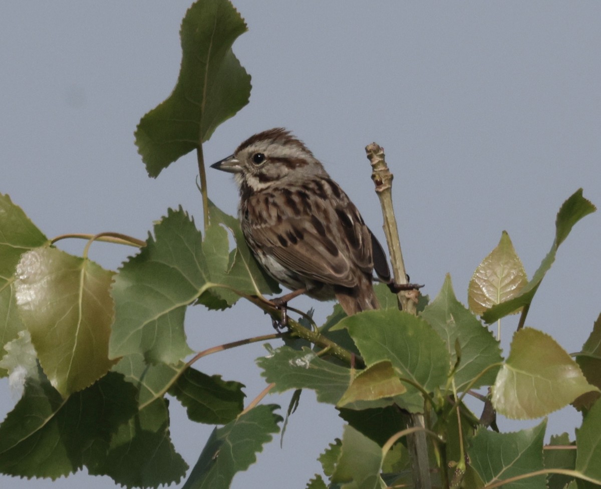 Song Sparrow - ML637689743