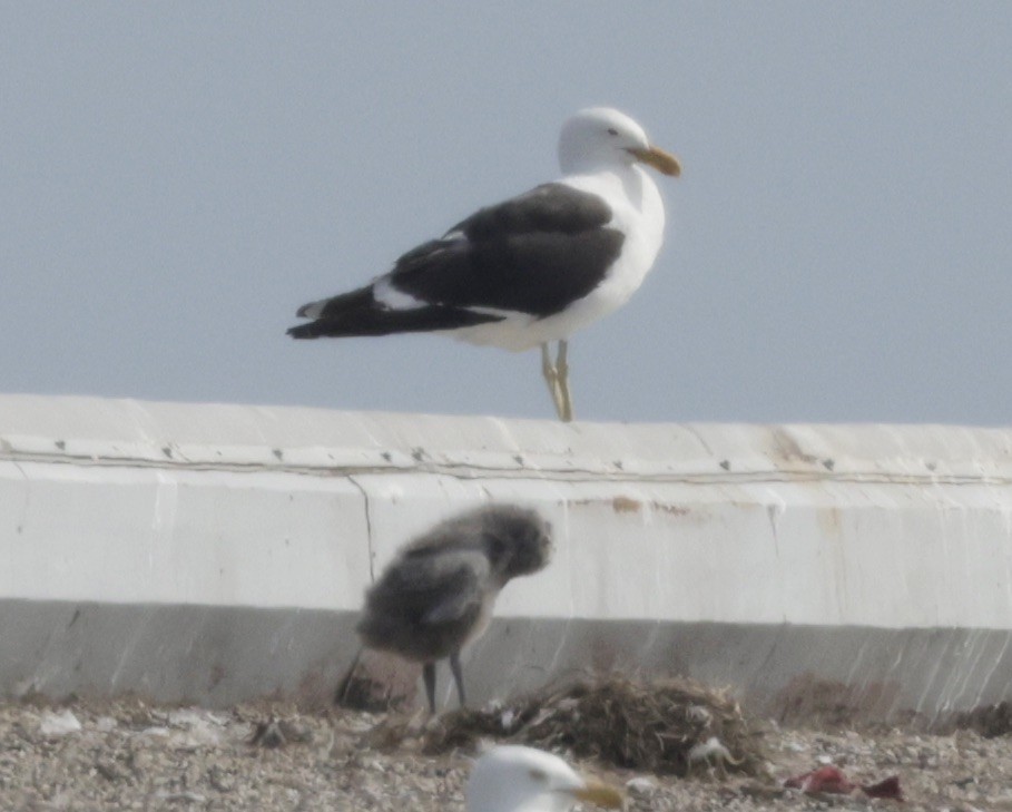Kelp Gull - ML637689744