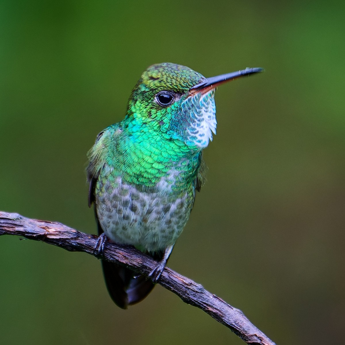 Versicolored Emerald - ML637689745