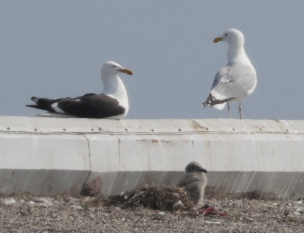 Kelp Gull - ML637689746