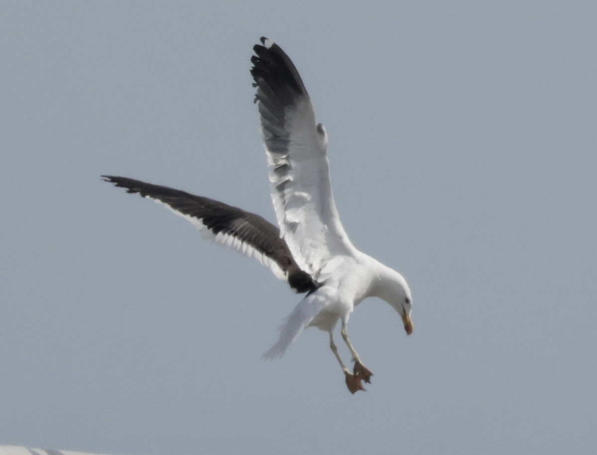 Kelp Gull - ML637689747