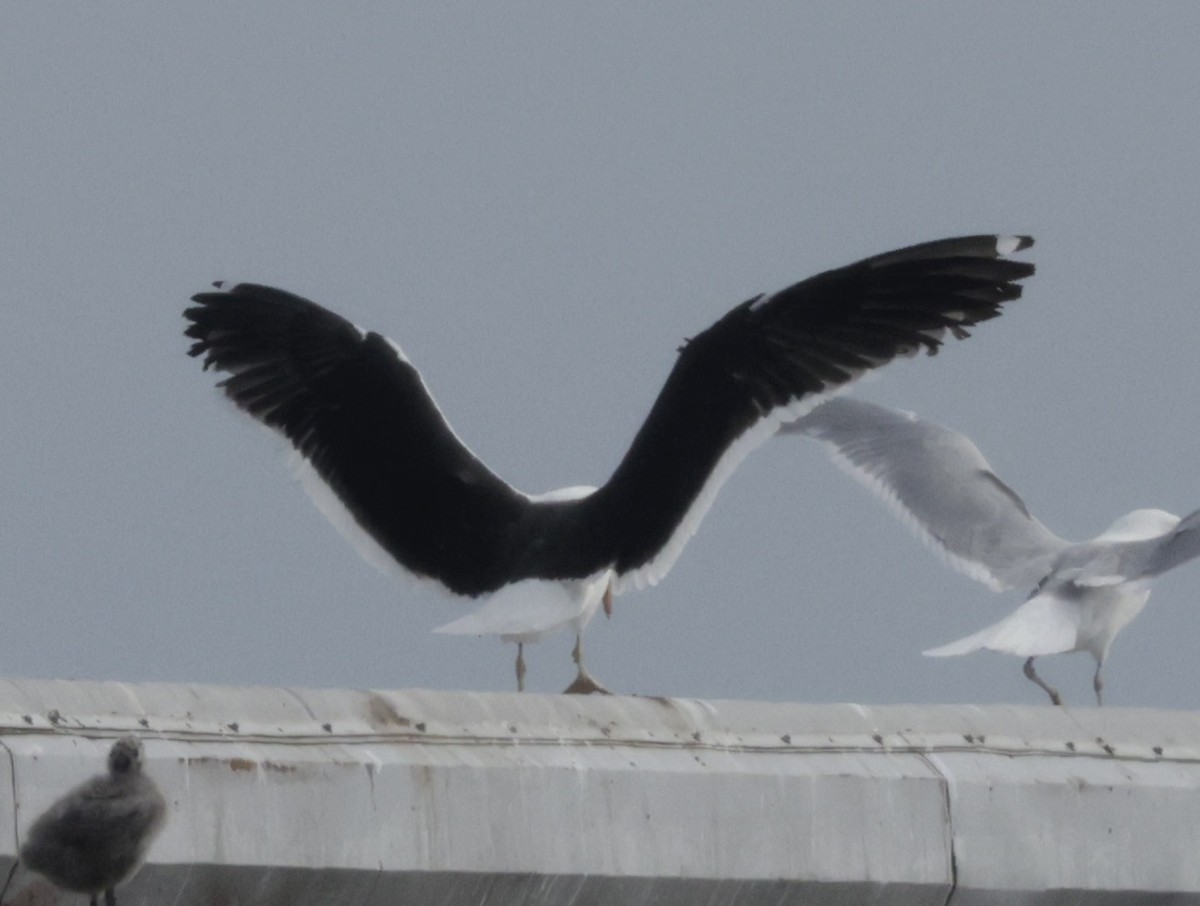 Kelp Gull - ML637689748
