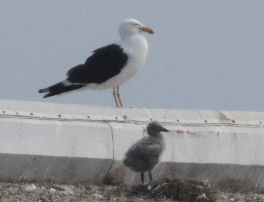 Kelp Gull - ML637689749