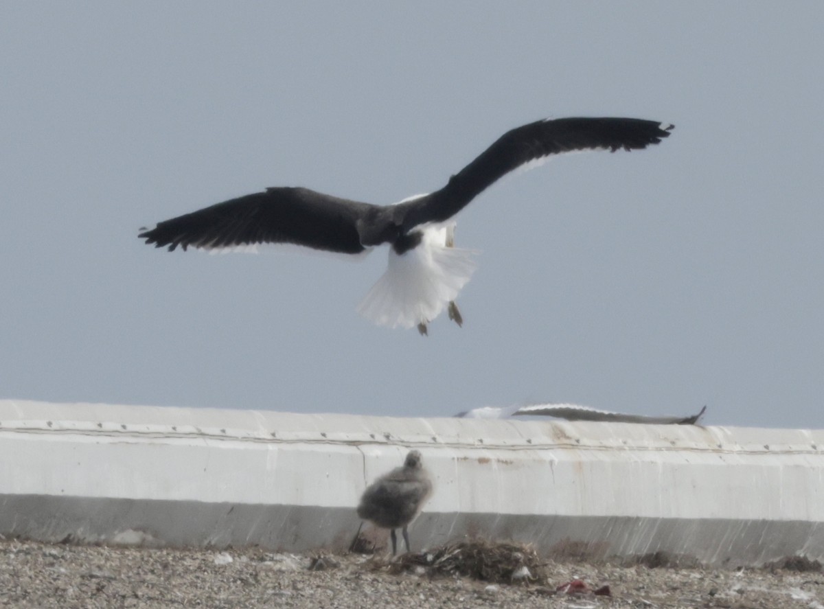 Kelp Gull - ML637689750