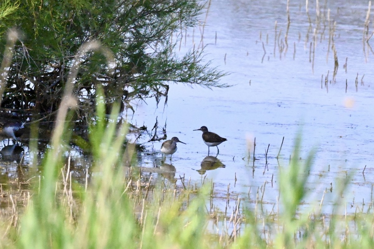 Green Sandpiper - ML637689751