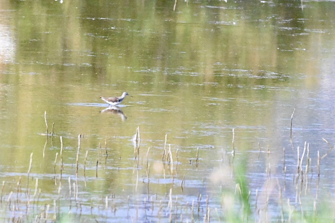 Green Sandpiper - ML637689752