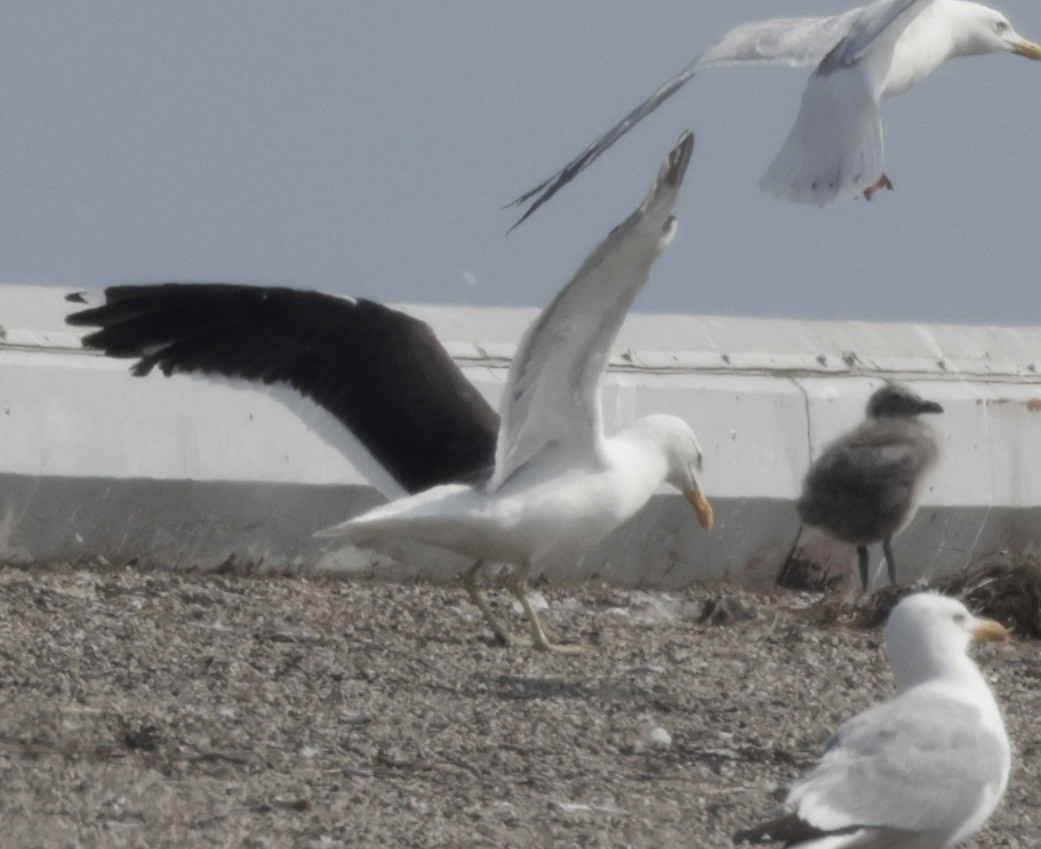 Kelp Gull - ML637689753