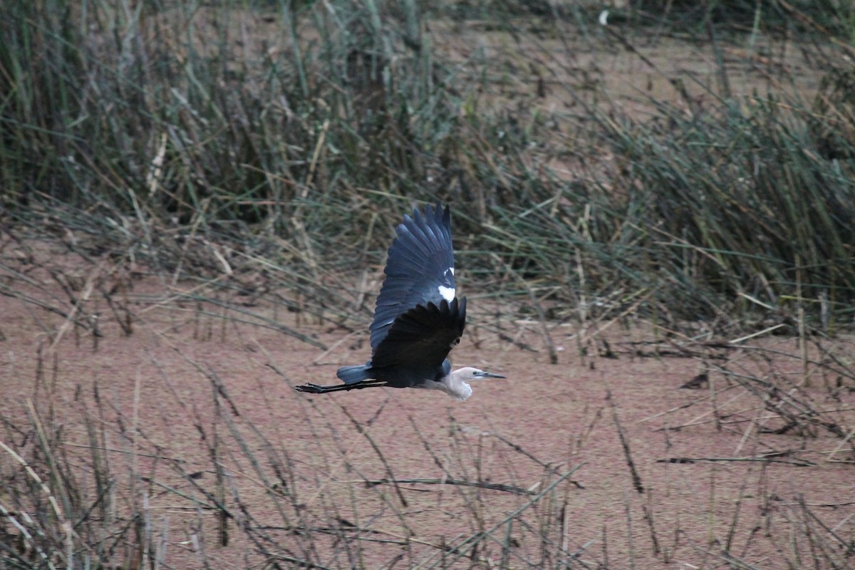 Pacific Heron - ML637689754